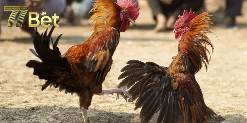 Quy định về lượt đá gà cựa dao